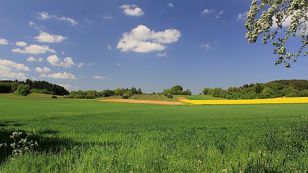 Green fields in the countryside.