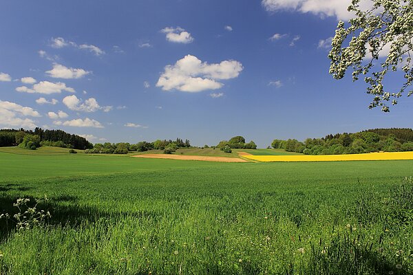 Green fields in the countryside.